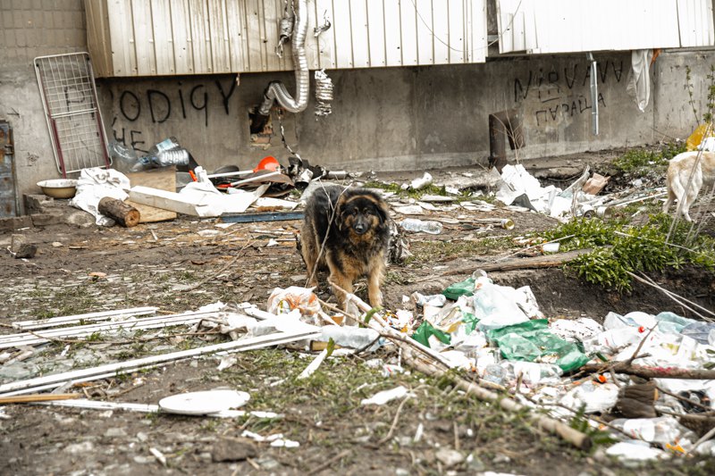 How are cats, dogs, and sometimes ducks, chickens, goats, chinchillas, and parrots evacuated from the combat zone to a safe place?